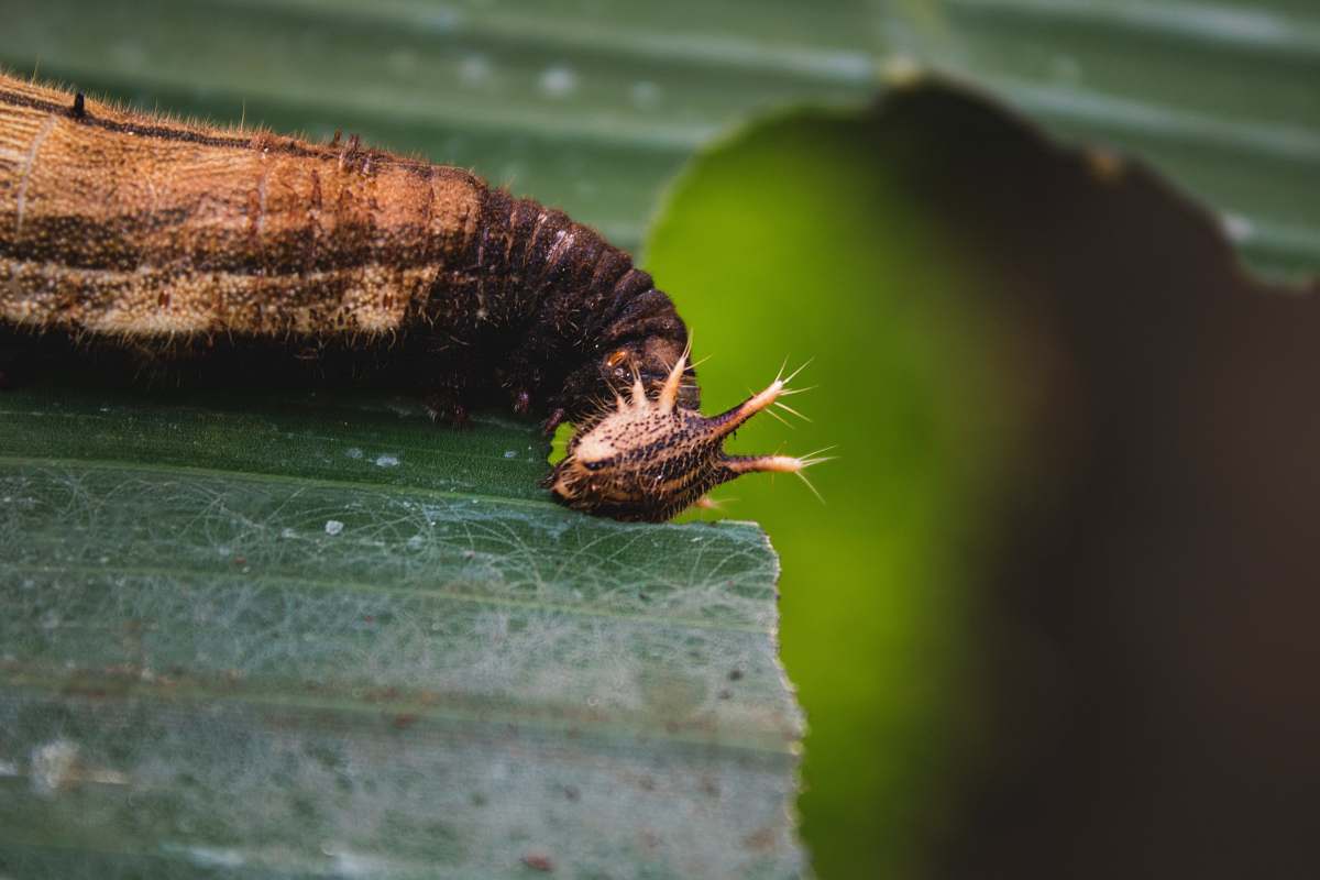 close up marco photography of brown worm macro